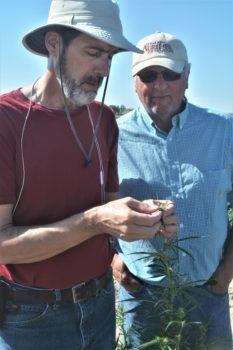 researchers look at a hemp plant.