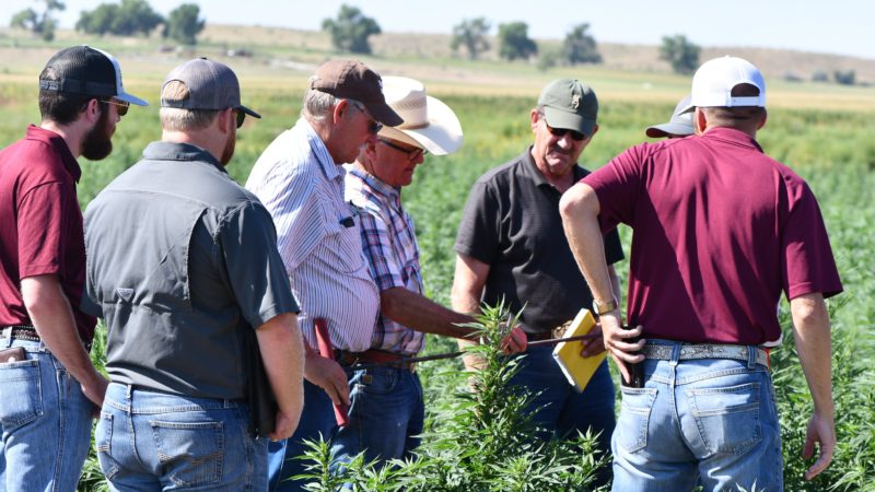 Texas A&M AgriLife Extension Service agents take a soil moisture measurement