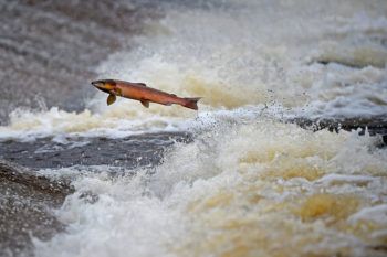 Salmon Tagged As They Swim Upstream From The Atlantic