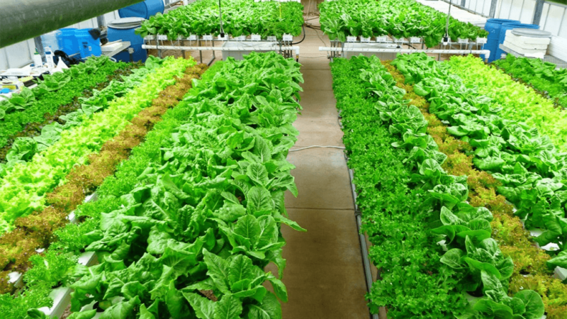 hydroponically grown lettuce