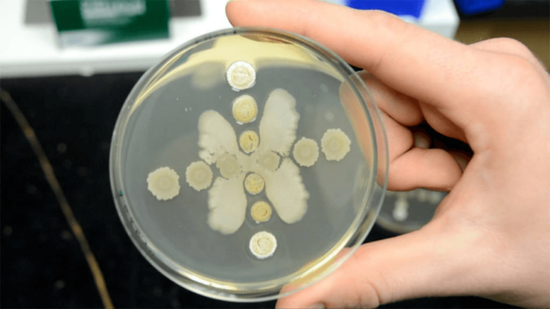 bacteria in Petri dish