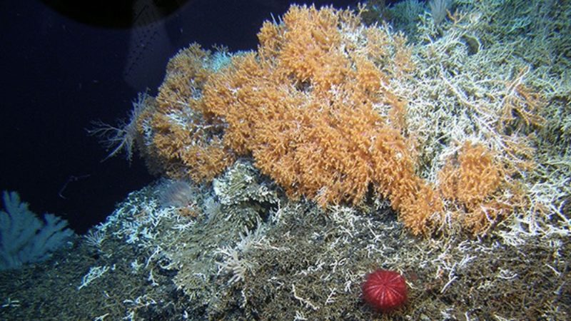 patch of recovering scleractinian reef