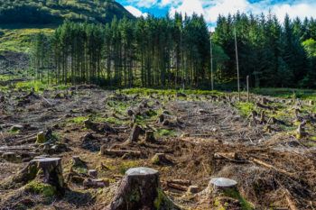 Stumps and logs next to a forest in Scotland illustrates deforestation.