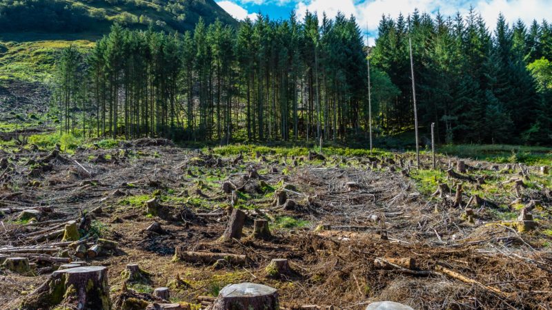 Stumps and logs next to a forest in Scotland illustrates deforestation.