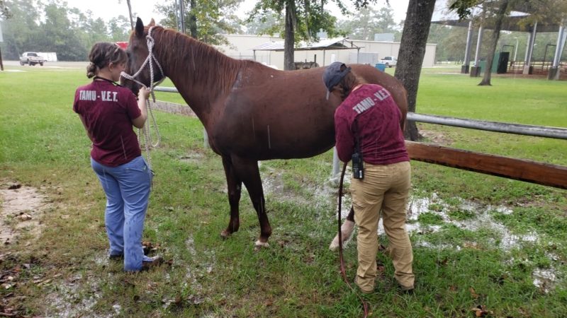 Members of Texas A&M's Veterinary Emergency Team care for a horse during a downpour in Chambers County.