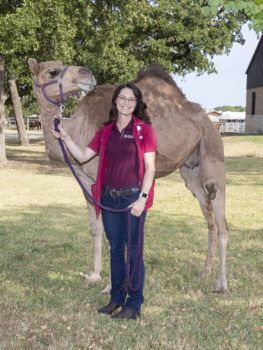 Sybil, a 7-year-old dromedary (one-humped) camel.