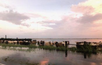 Cattle in Southeast Texas seek higher ground in floodwaters