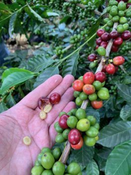 Hands cupping coffee cherries