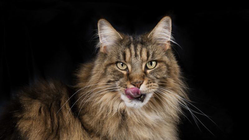 Portrait of Maine Coon in front of black background