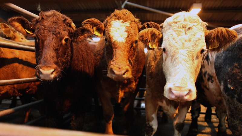 Beef cattle are sold at an auction in Ayr