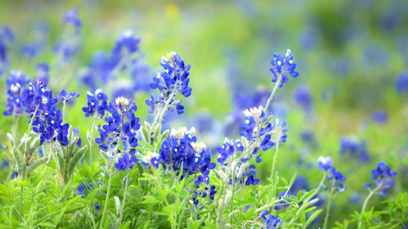 Texas Bluebonnets wildflowers