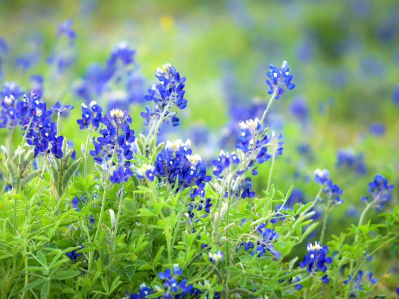 Texas Bluebonnets wildflowers