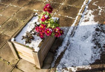 One wooden pot with daisies after a snowfall