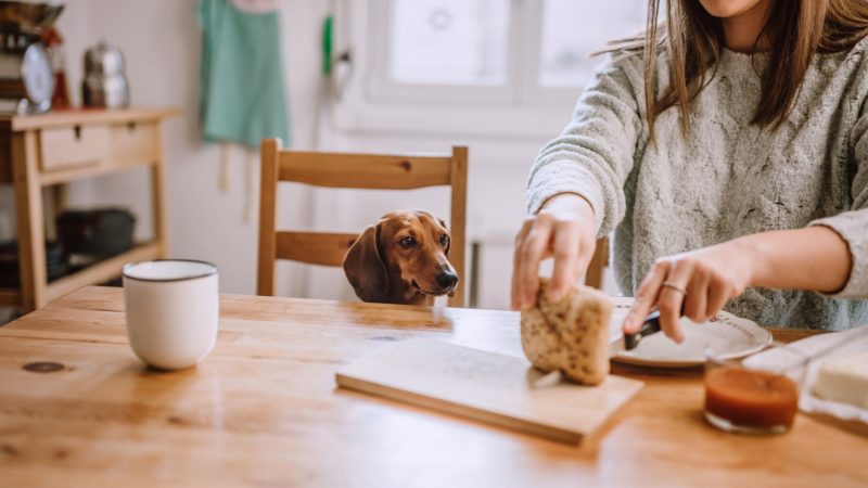 Woman Having Breakfast With Her Dachshund Dog