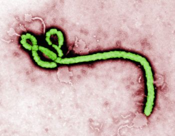 Transmission electron micrograph (TEM) of an Ebola virus virion