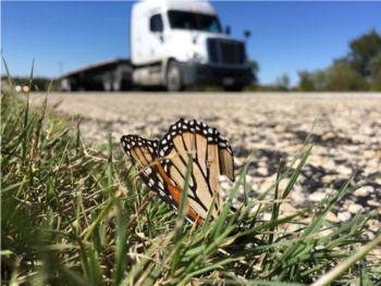 A monarch butterfly was killed on U.S. Highway 190