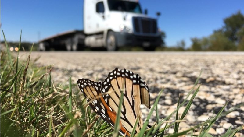 A monarch butterfly was killed on U.S. Highway 190
