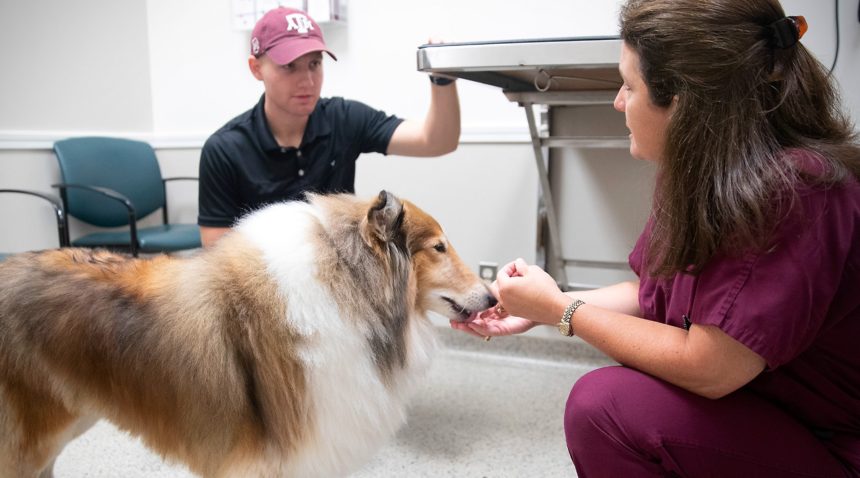 Reveille IX, accompanied by handler Colton Ray, gets an exam and treats from Dr. Stacy Eckman.
