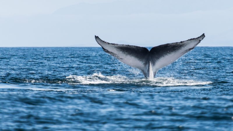 The tail of a blue whale surfacing from the ocean