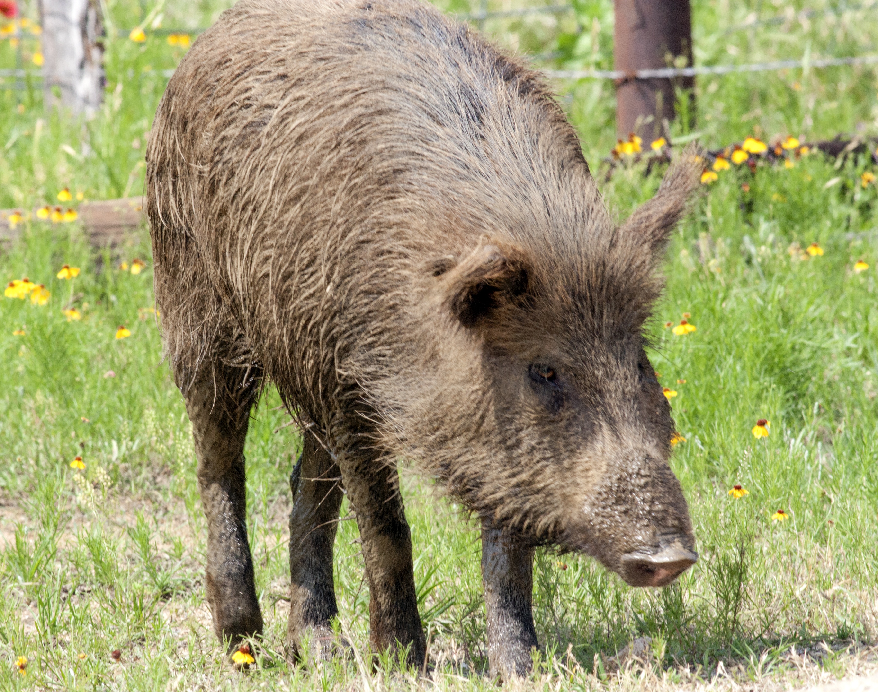 Feral Hogs Increase Their Urban And Suburban Sprawl - Texas A&M Today