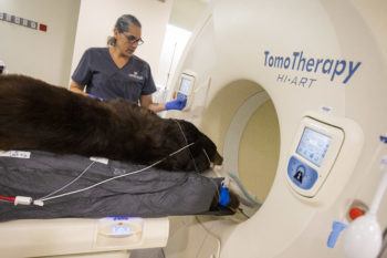 A bear is put through a TomoTherapy machine