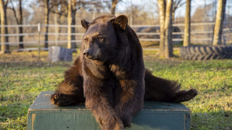brown bear sitting outside in the sun