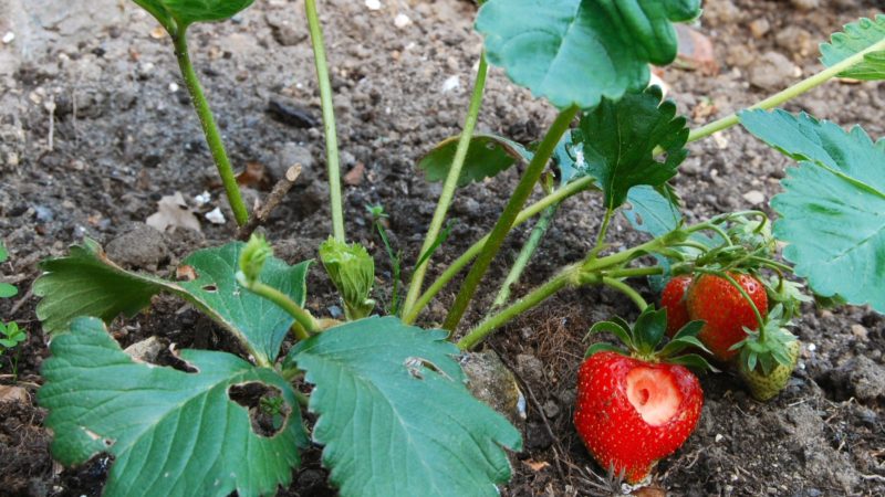 Strawberry plant with holes eaten by pests