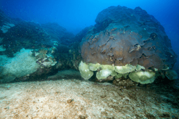 Corals at the East Bank reef in the Flower Garden Banks National Marine Sanctuary show a distinct mortality line, with dead white coral below and living brown coral above.