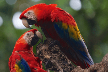 two scarlet macaws