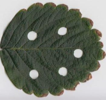A sample leaf with holes punched in it