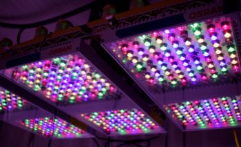 multicolored LED lights