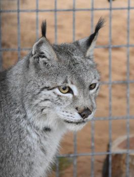 image of a gray lynx in a wildlife enclosure