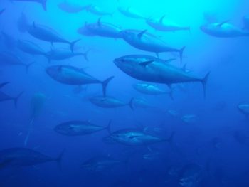 bluefin tuna swimming under water 