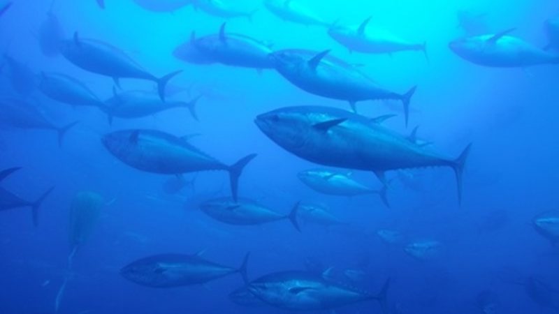 bluefin tuna swimming under water