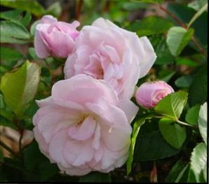 photo of pink roses against a green bush