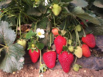 strawberries growing outdoors