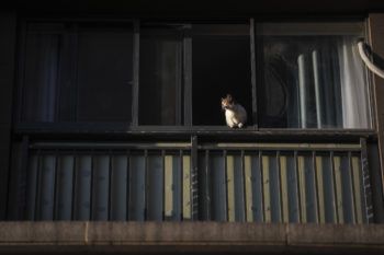 cat sitting in a windowsill