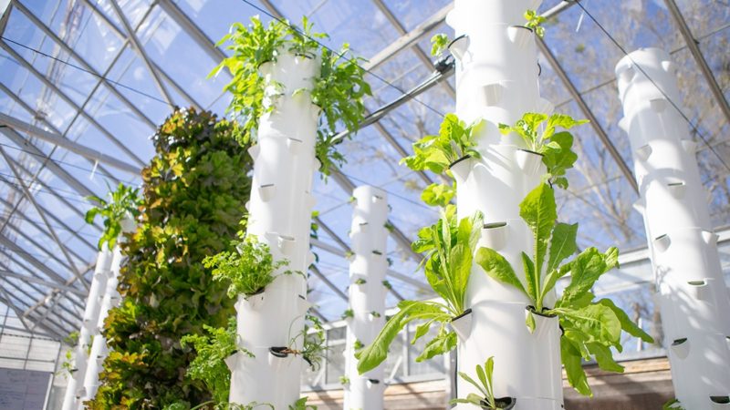 a photo of plants growing vertically in a greenhouse