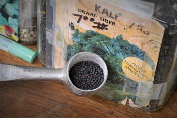 a scoop of kale seeds