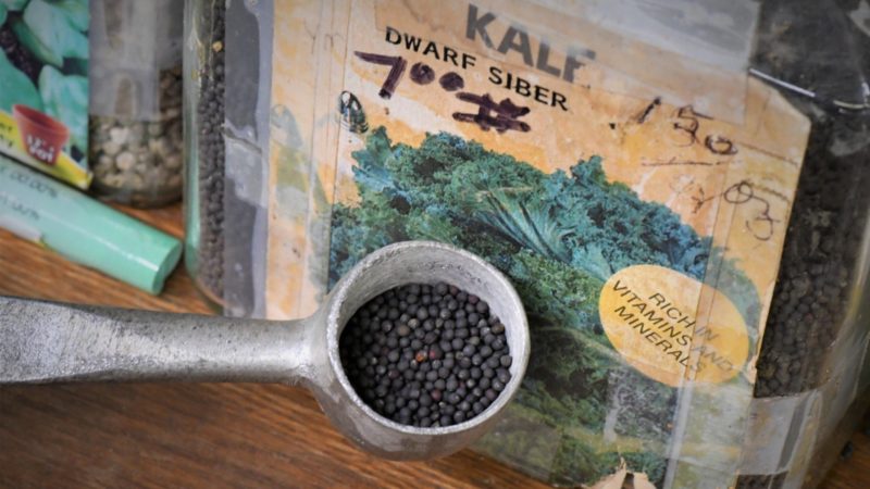 a scoop of kale seeds