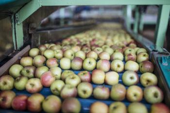 Apples in factory on conveyor belt