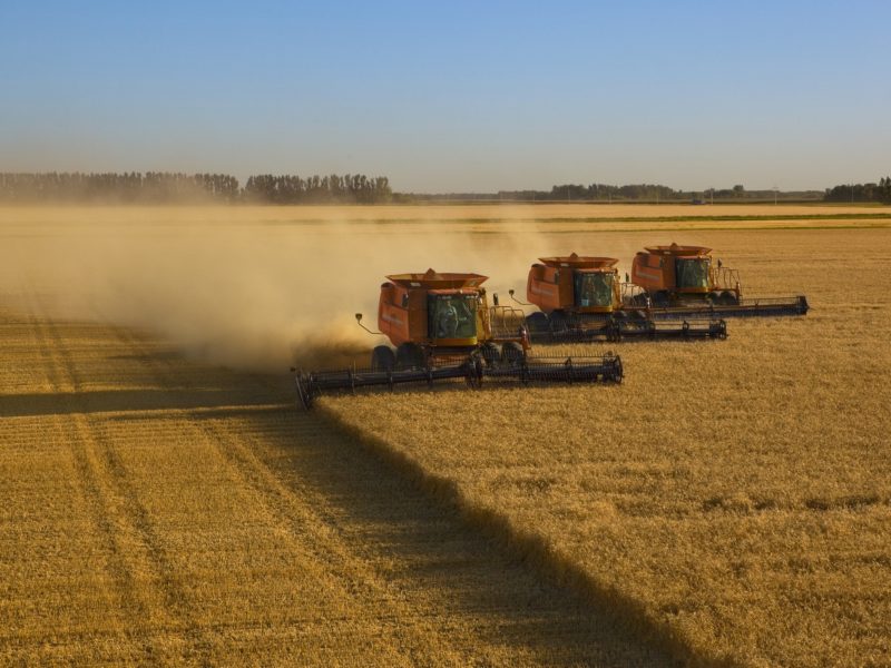 three combines harvest wehat in a field