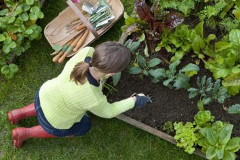 Overhead, outdoors shot of a lady wearing red wellington boots and lime green top, kneeling down on green grass, weeding a raised bed in a vegetable garden. She has a garden trug containing garden tools and vegetable seeds by her side.