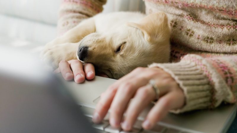woman with puppy using laptop
