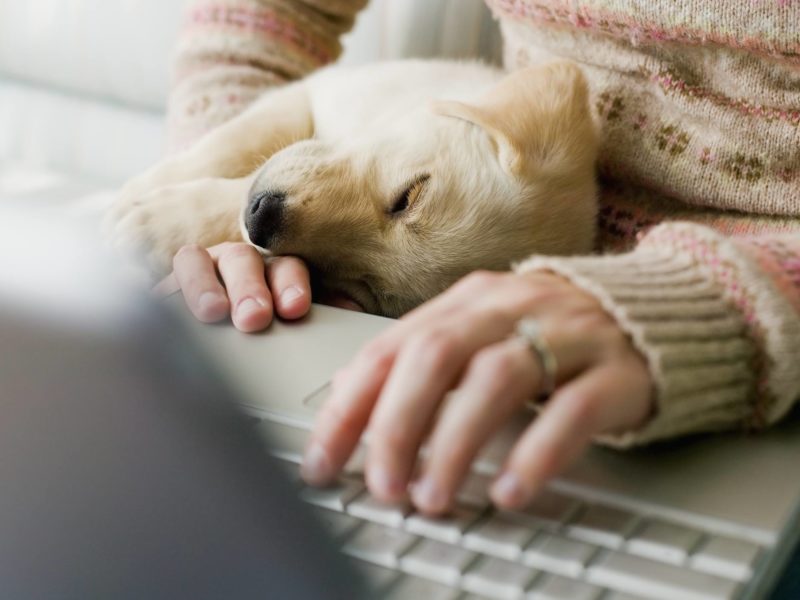 woman with puppy using laptop