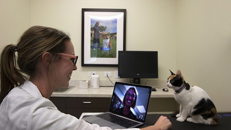 a veterinarian talks to a woman on a computer screen as a cat sits next to her on a table