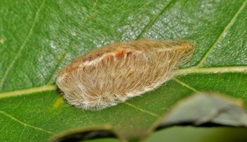 Flannel moth caterpillar