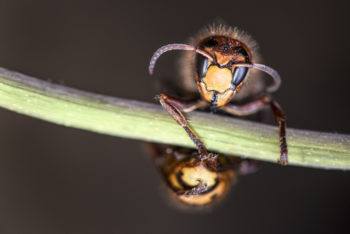 close up photo of murder hornet