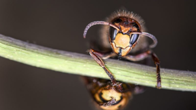 close up photo of murder hornet
