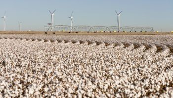 texas cotton field